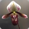 Paph. barbatum var. nigritum